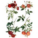 Redoute  Transferfolie