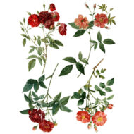 Redoute  Transferfolie