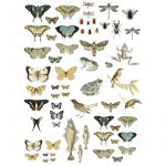 Entomologie Etcetera Transferfolie