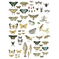 Entomologie Etcetera Transferfolie