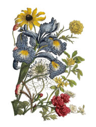 June Transferfolie – Bild 5