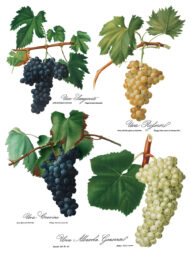 Cheers Transferfolie- Neu – Bild 9