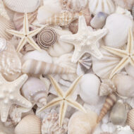 Lignocolor-kreidefarbe-shell