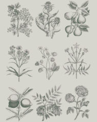 Annie Sloan Decoupagepapier Botanical Drawings – Bild 4